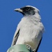 Black Faced Cuckoo Shrike P3221304 by merrelyn
