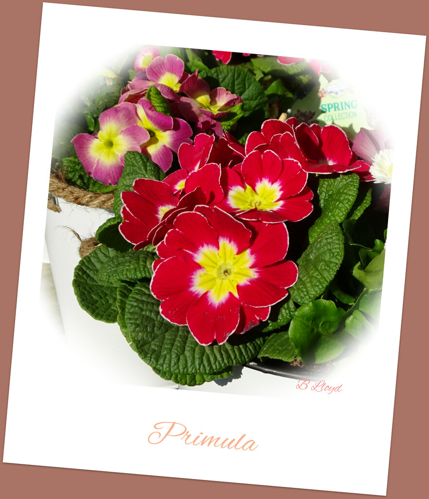 Primulas  by beryl
