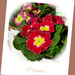 Primulas  by beryl
