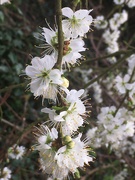 22nd Mar 2022 - More beautiful blossom