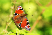 22nd Mar 2022 - Butterfly Days