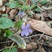 Spring..Viola by 365projectorgjoworboys