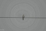 19th Mar 2022 - Bird on the wire pencil