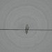 Bird on the wire pencil by larrysphotos