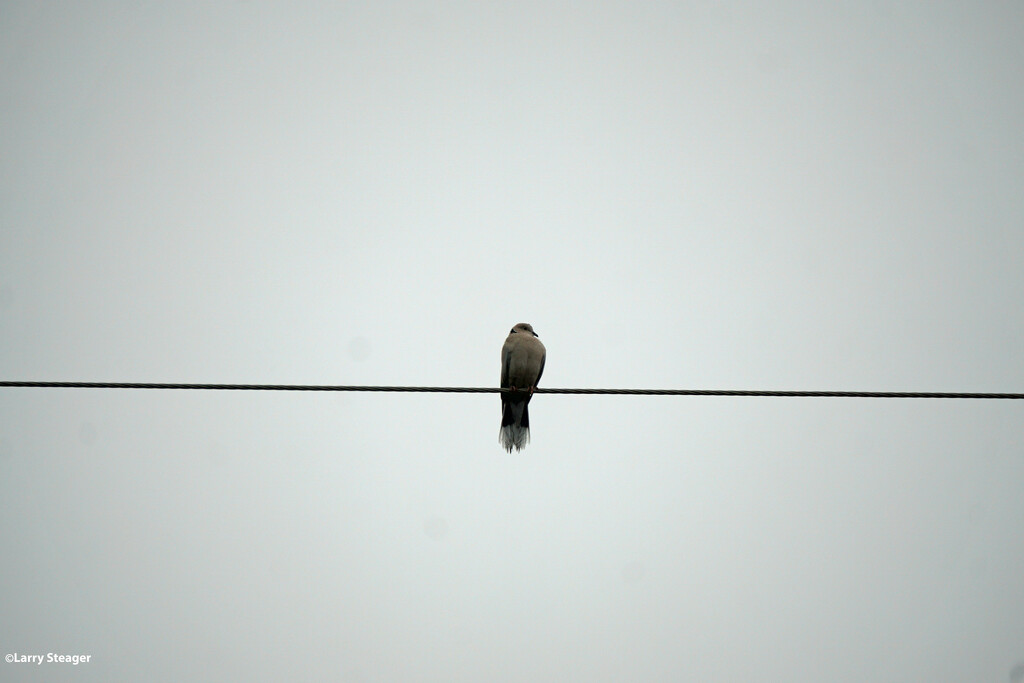 Bird on the wire by larrysphotos