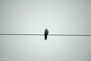 19th Mar 2022 - Bird on the wire