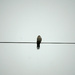 Bird on the wire by larrysphotos