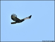 22nd Mar 2022 - A buzzard for today