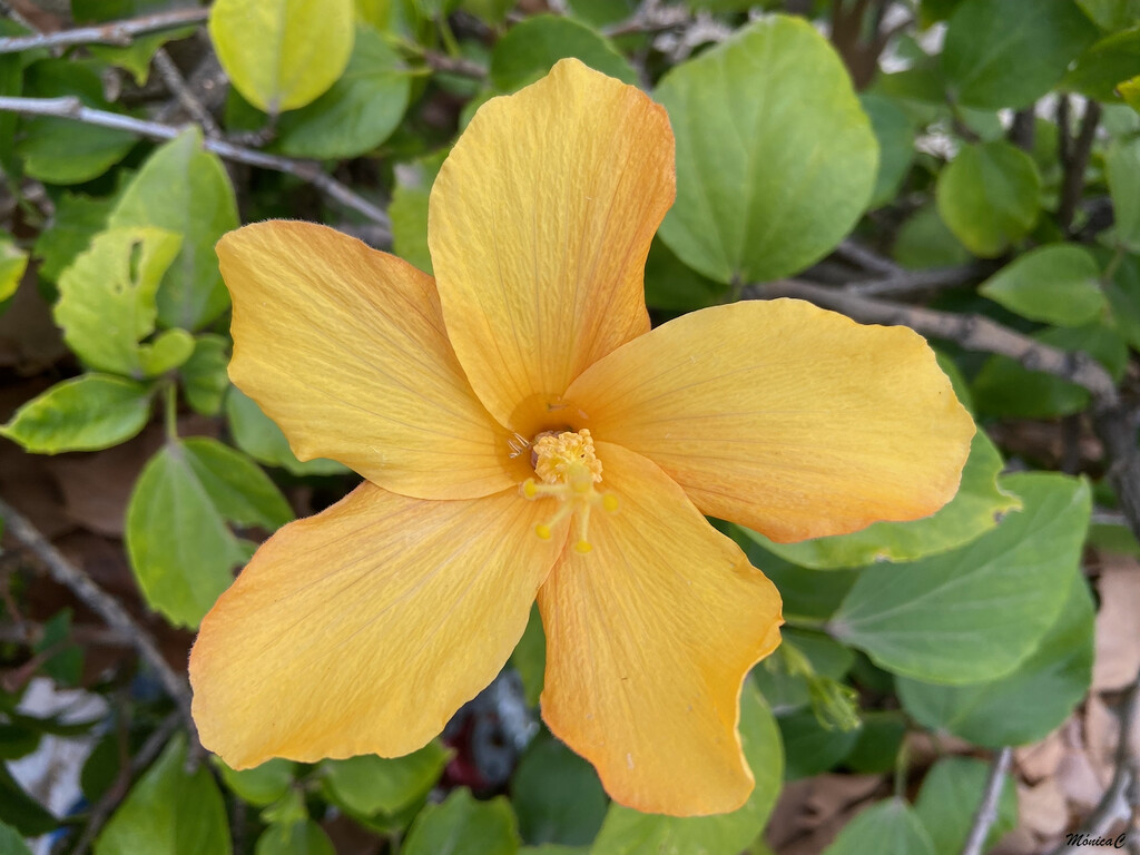 Yellow hibiscus by monicac