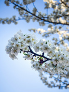 22nd Mar 2022 - 03-22 - Blossom
