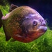 Red-bellied Piranha. by gamelee
