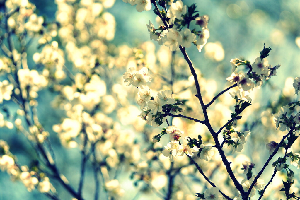 Spring! by sunnygirl