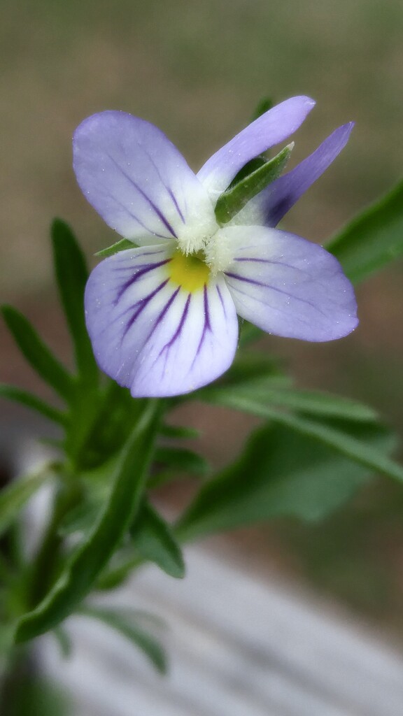 Viola rafinesquei by marlboromaam