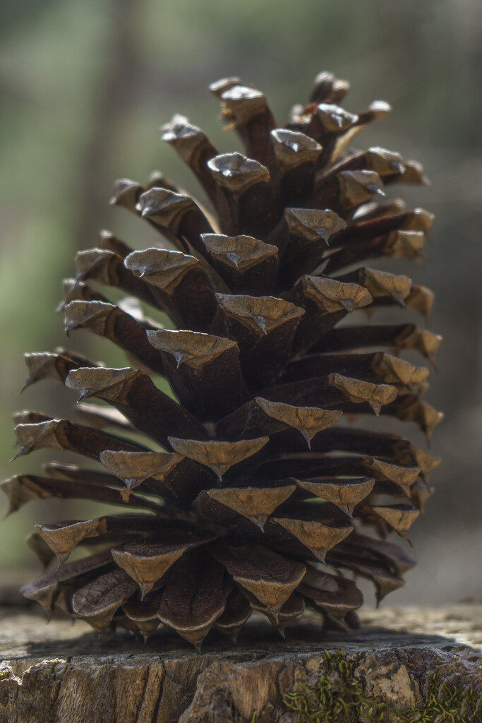 Pinecone by k9photo