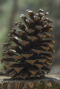 22nd Mar 2022 - Pinecone