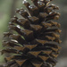 Pinecone by k9photo