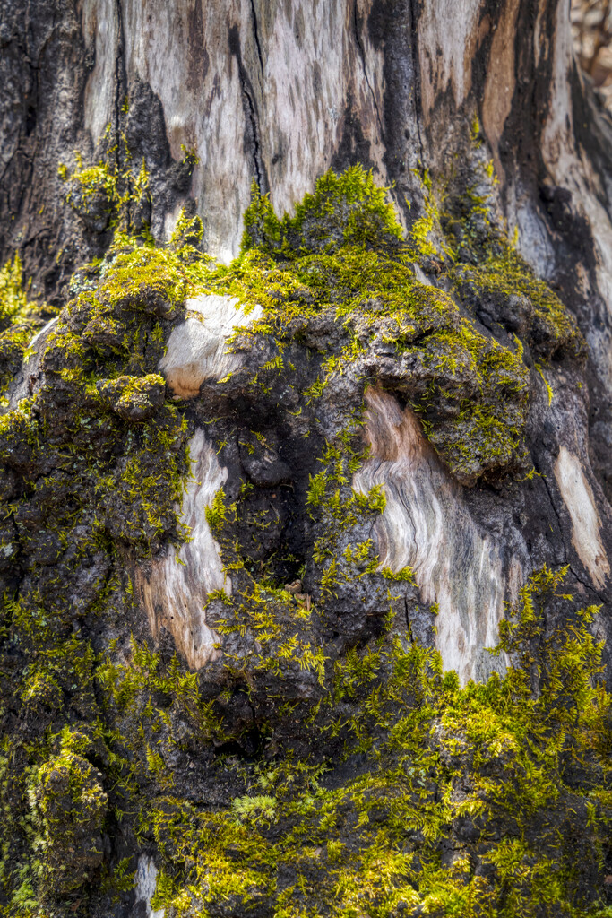 Mossy Stump by kvphoto
