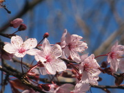 17th Mar 2022 - Getting closer to the pink blossom 