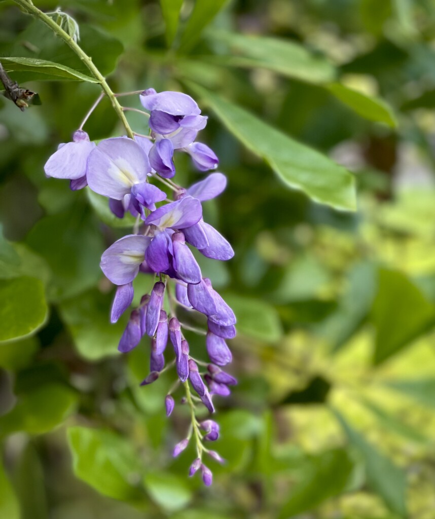 Purple Flower by ctclady