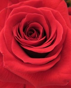 21st Mar 2022 - Red Rose