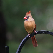 22nd Mar 2022 - Female Cardinal, on a cold, wet day.... 