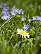 22nd Mar 2022 - Daisy and Speedwell