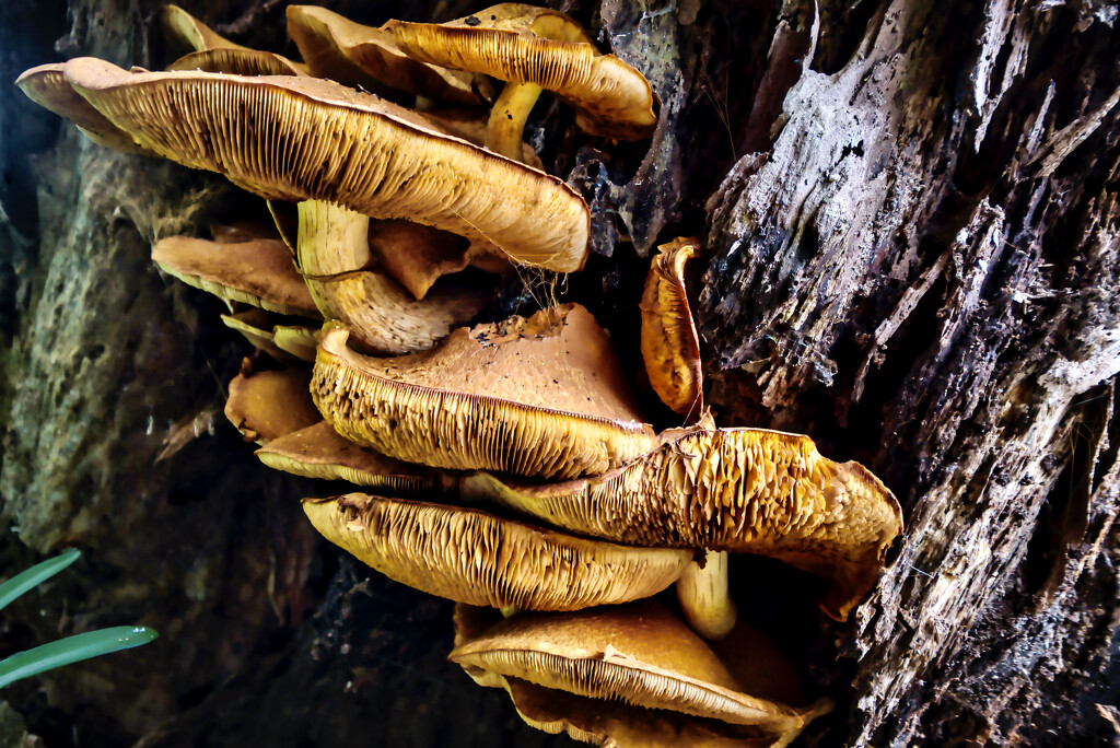 More mushrooms by dkbarnett