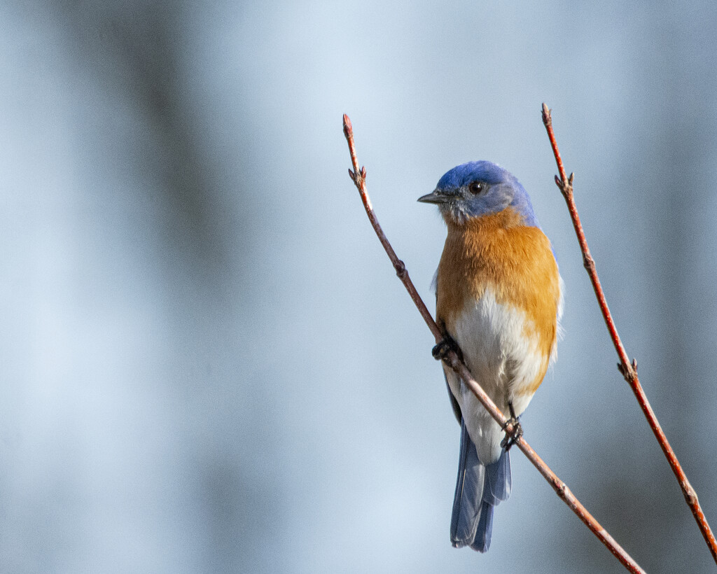 Mr. Bluebird by cwbill