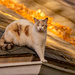 Cat on the Roof! by rickster549