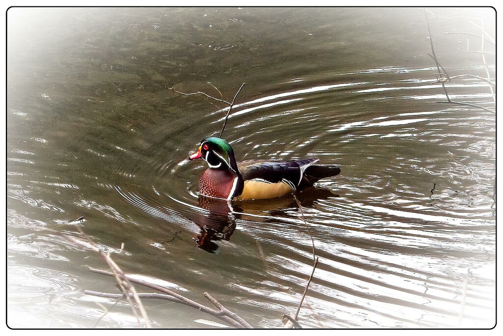 Wood Duck by jnr