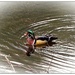 Wood Duck by jnr