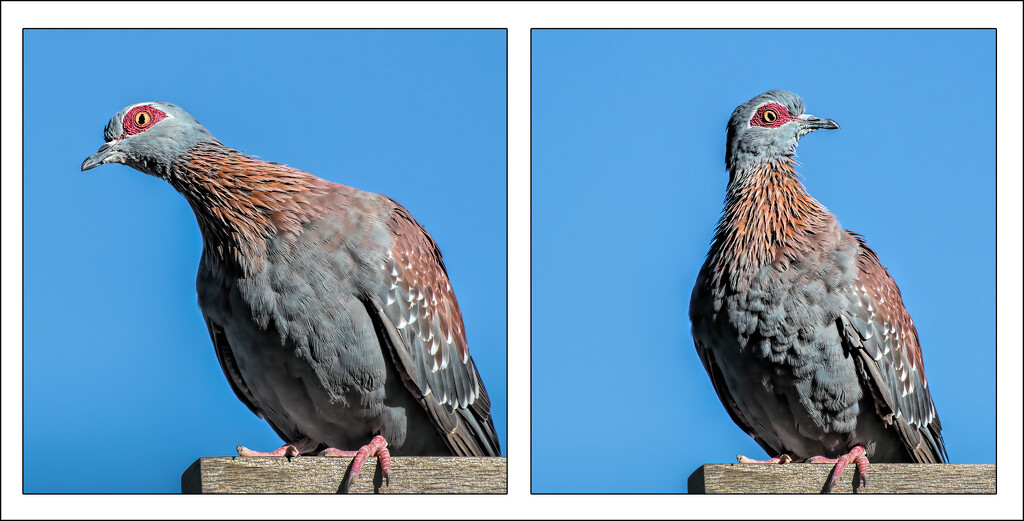  Speckled Pigeon by ludwigsdiana