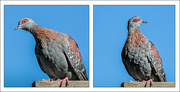 23rd Mar 2022 -  Speckled Pigeon