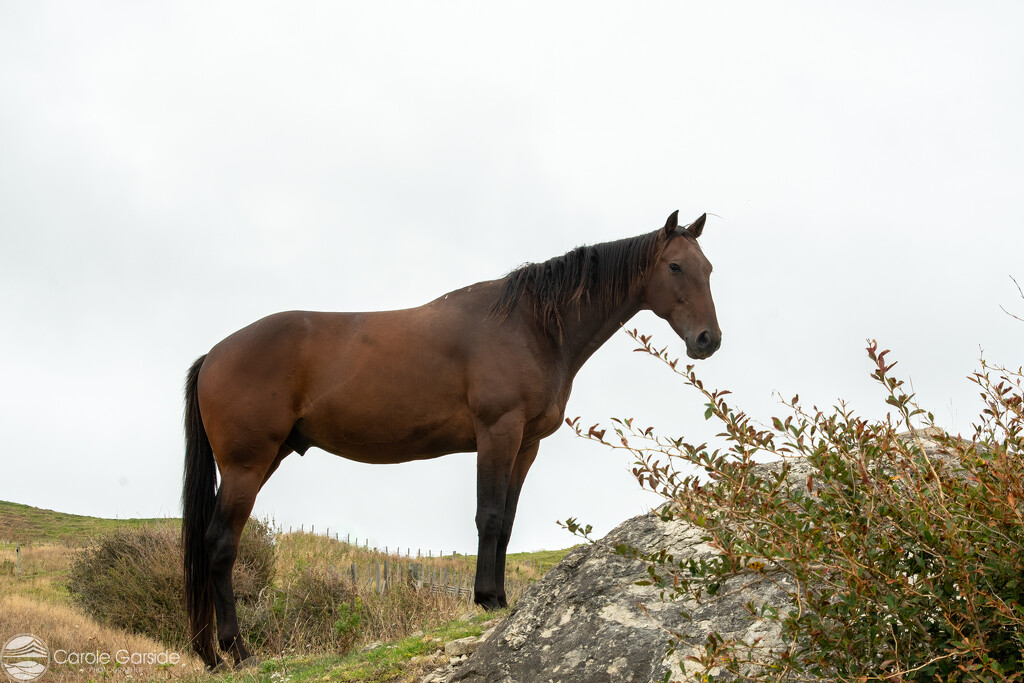 Friendly Horse by yorkshirekiwi