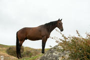 23rd Mar 2022 - Friendly Horse