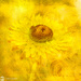 Yellow strawflower by yorkshirekiwi