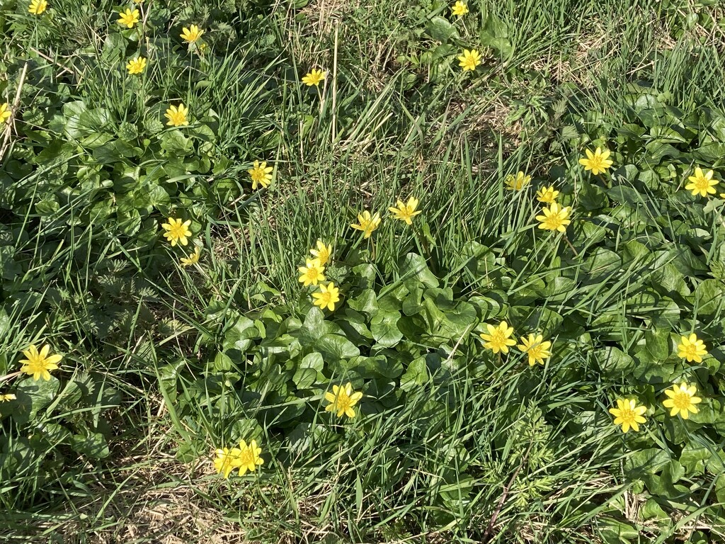 Simple Celandines in the sun by sianharrison