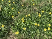 23rd Mar 2022 - Simple Celandines in the sun