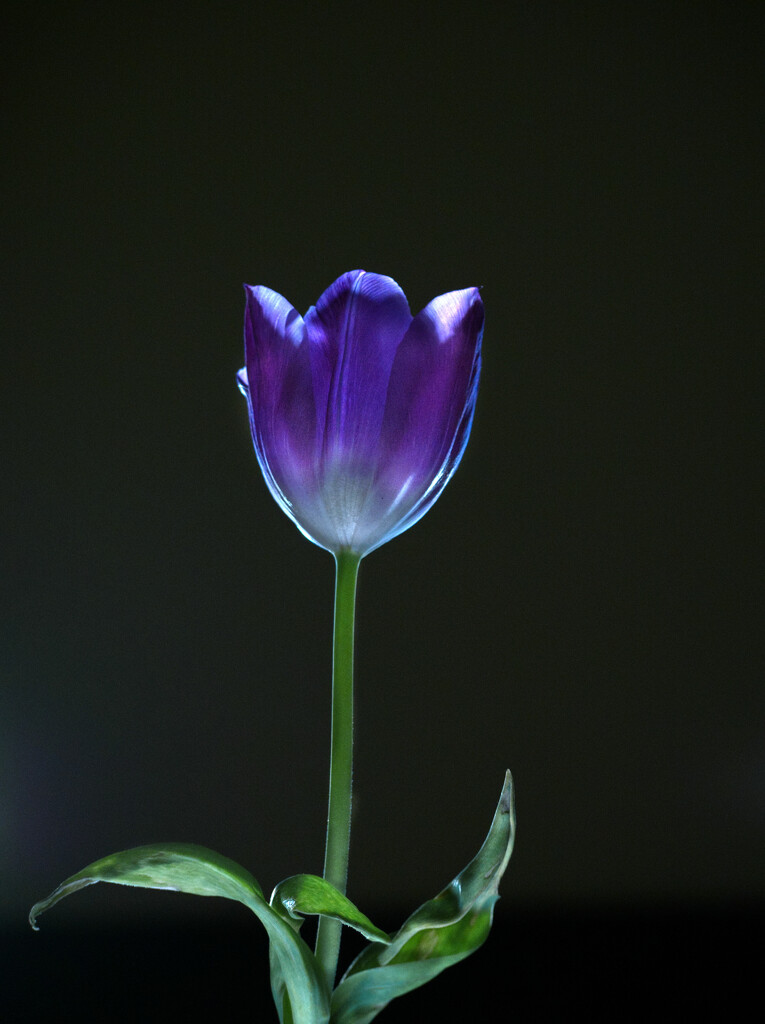 Purple Tulip by jon_lip