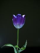 22nd Mar 2022 - Purple Tulip
