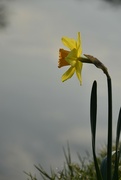 23rd Mar 2022 - The Solitary bud
