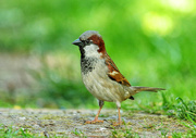 23rd Mar 2022 - My Garden Sparrows