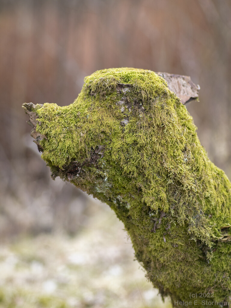Tree stump with moss by helstor365