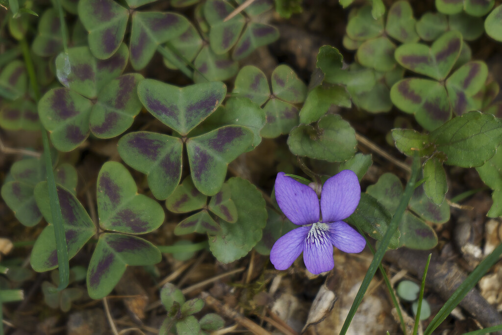 Common Dog-Violet by k9photo