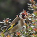 Goldfinch by mumswaby