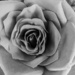 Monochrome Rose by mumswaby