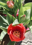 22nd Mar 2022 - Tulips