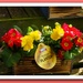 Primulas and violas for sale . by beryl