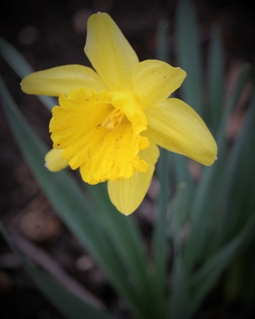March 23: Daffodil by daisymiller