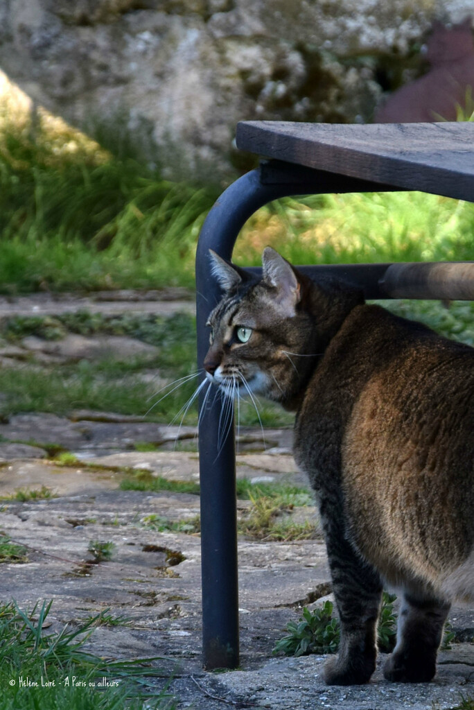 looking at birds by parisouailleurs